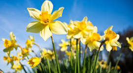 Download Daffodils